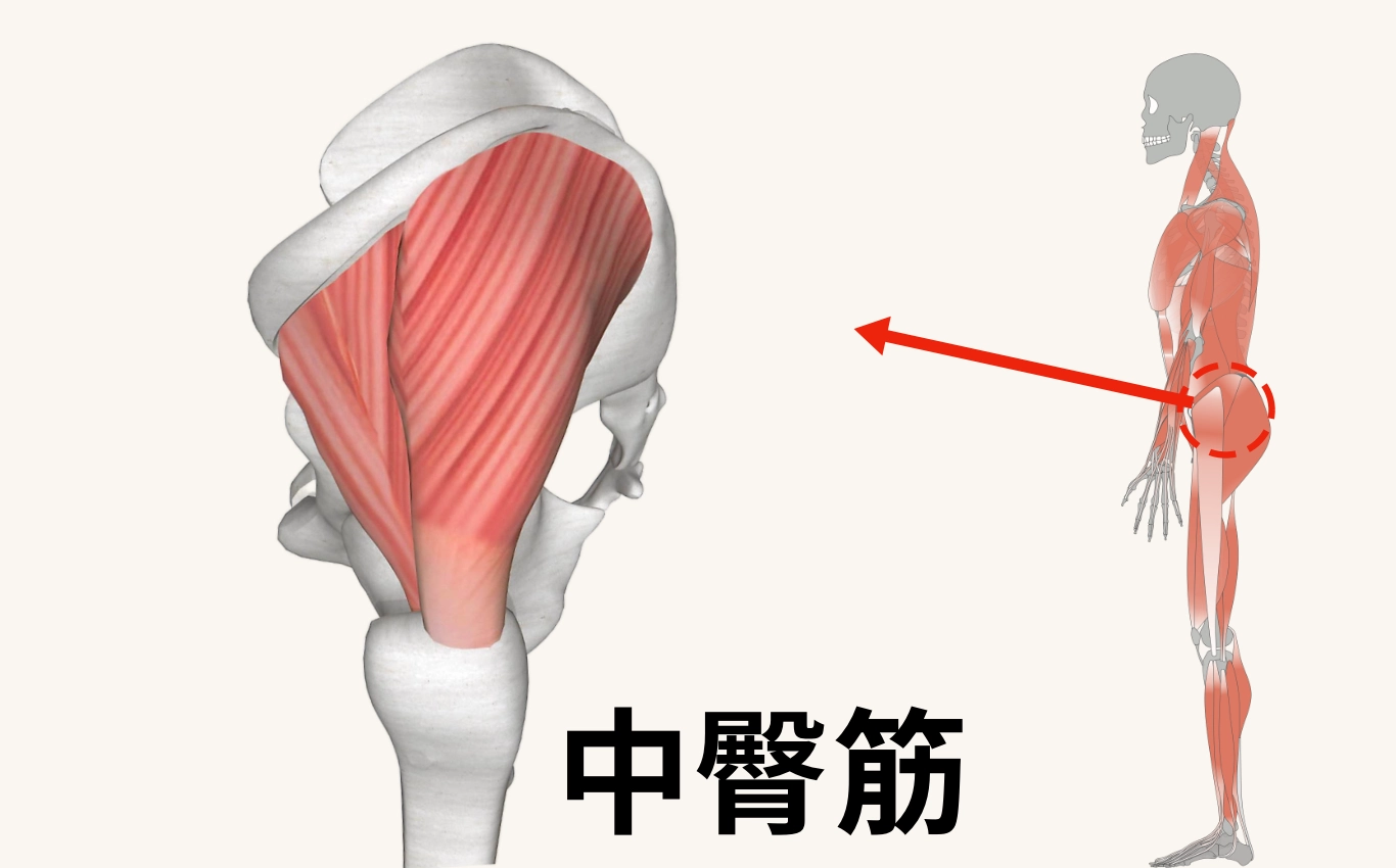 中臀筋の解剖